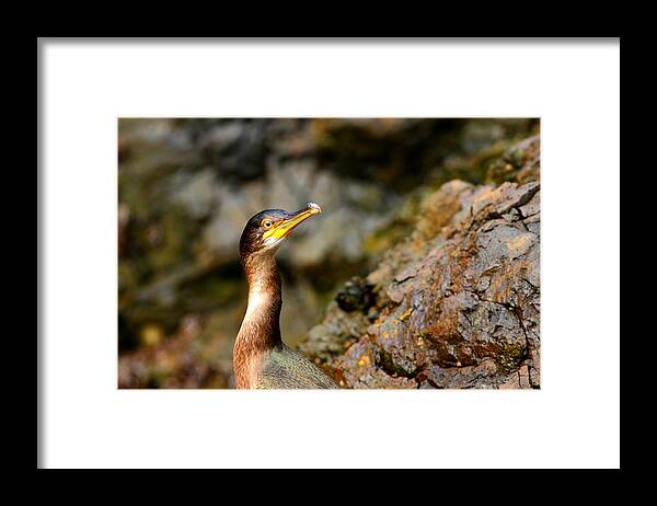 Wildlife Framed Print featuring the photograph Immature Shag by Richard Patmore