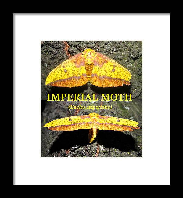 Imperial Moth Educational Framed Print featuring the photograph Imperial Moth educational by David Lee Thompson