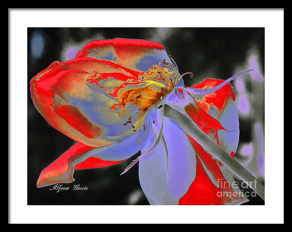 Floral Framed Print featuring the photograph Impresion Floral by Alfonso Garcia