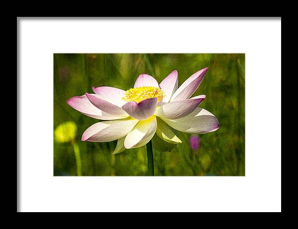 Art Framed Print featuring the photograph Impression Of A Lotus by Edward Kreis