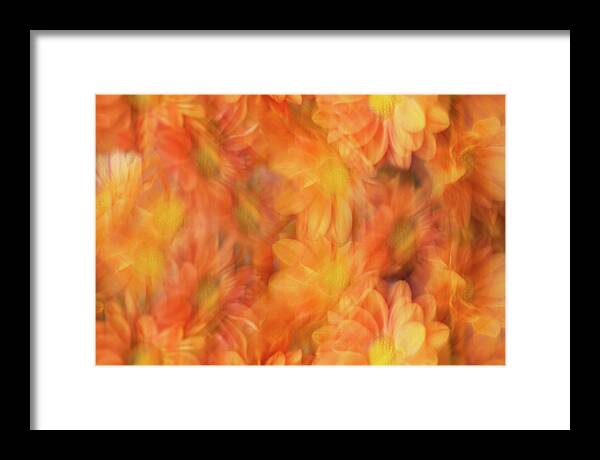 Mums Framed Print featuring the photograph Impressionistic Mums by Cheryl Day