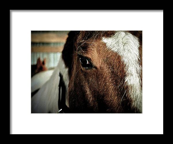 Clay Framed Print featuring the photograph In a Horse's Eye by Clayton Bruster