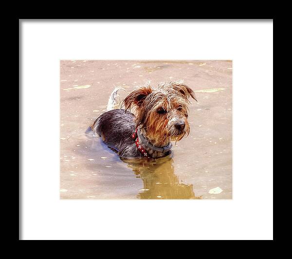 Dog Framed Print featuring the photograph In At The Deep End by Jeff Townsend