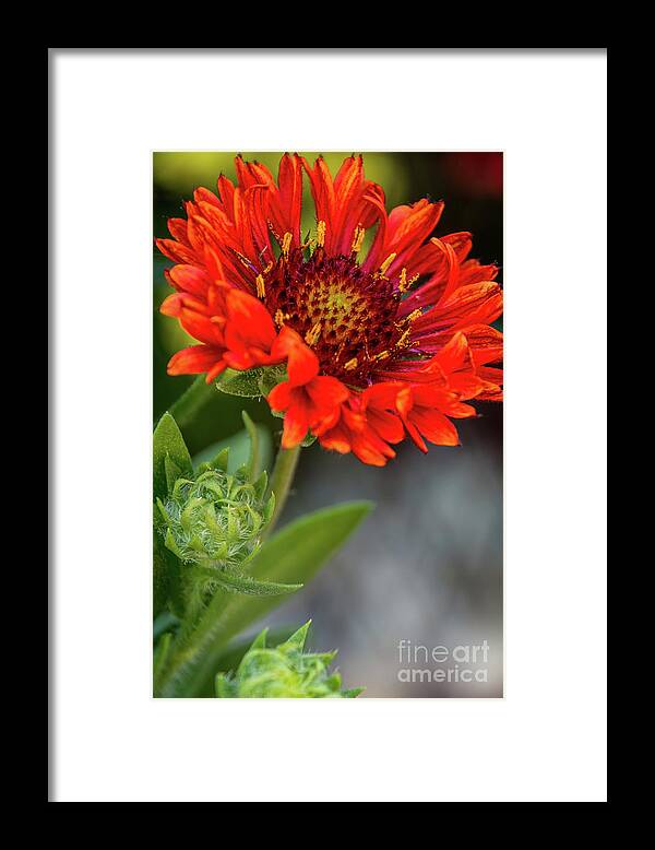 Green Framed Print featuring the photograph In Bloom by Deborah Klubertanz