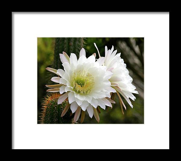 Cactus Framed Print featuring the photograph Cactus Blossoms by Melanie Alexandra Price