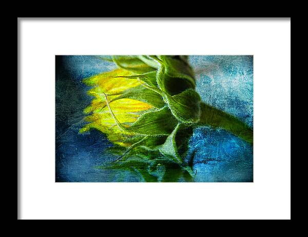 Sun Flowers Framed Print featuring the photograph In Blue by John Rivera
