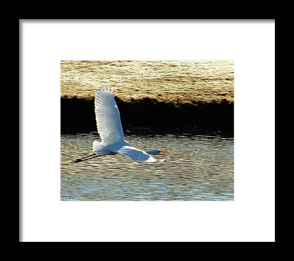 Bird Framed Print featuring the photograph In Flight by Judith Lowrey