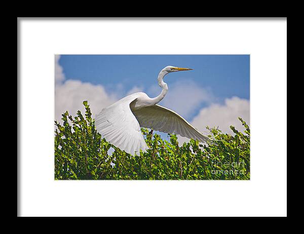 Birds Framed Print featuring the photograph In Flight by Judy Kay