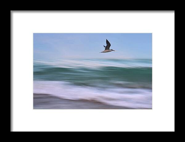 Ocean Framed Print featuring the photograph In Flight by Laura Fasulo