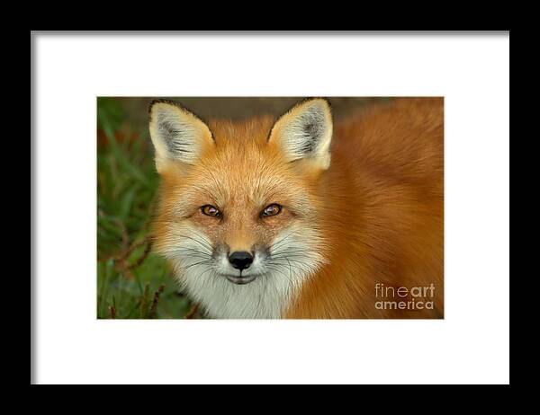 Cute Fox Framed Print featuring the photograph In focus by Heather King