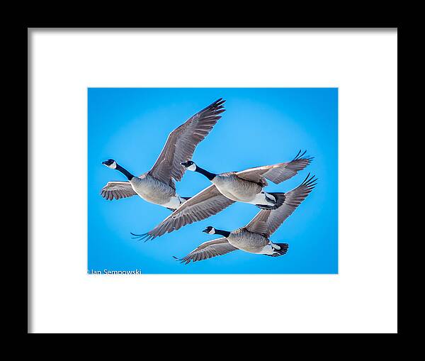 Birds Framed Print featuring the photograph In formation by Ian Sempowski