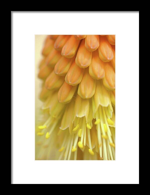 Jenny Rainbow Fine Art Photography Framed Print featuring the photograph In Full Bloom 2. Kniphofia Flower Abstract by Jenny Rainbow