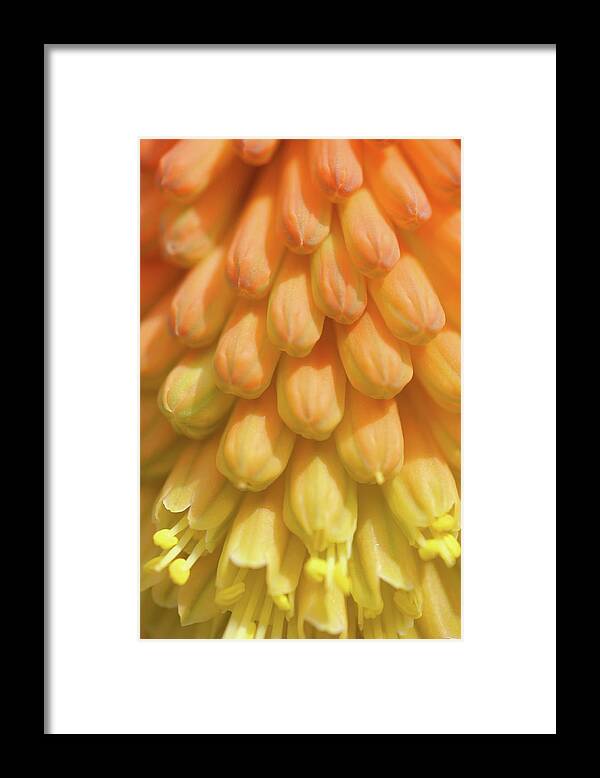 Jenny Rainbow Fine Art Photography Framed Print featuring the photograph In Full Bloom. Kniphofia Flower Abstract by Jenny Rainbow