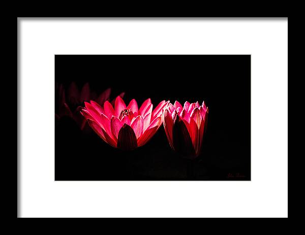 Lily Framed Print featuring the photograph In Light There is Hope by John Rivera