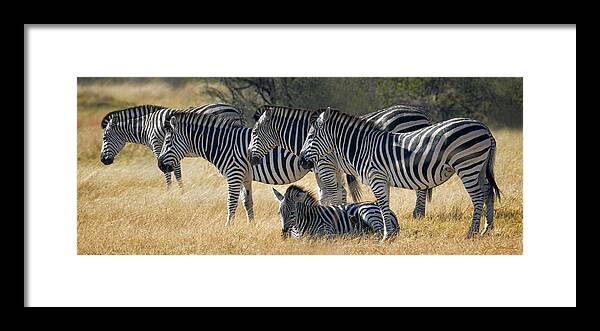 Zebra Framed Print featuring the photograph In Line Zebras by Joe Bonita