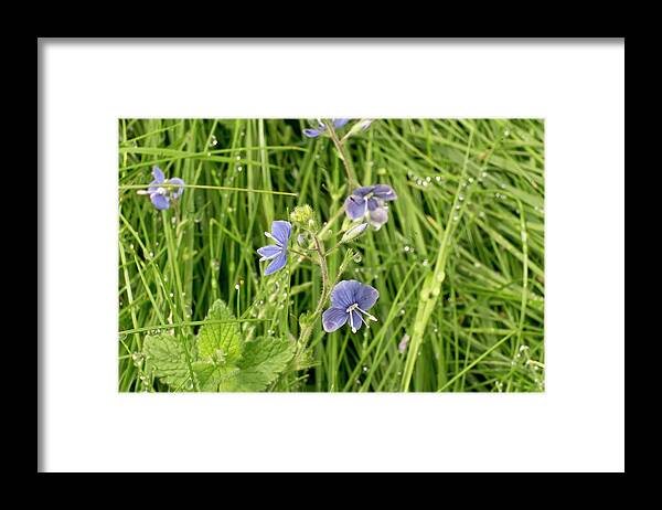 Meadows Framed Print featuring the photograph In meadows. by Elena Perelman