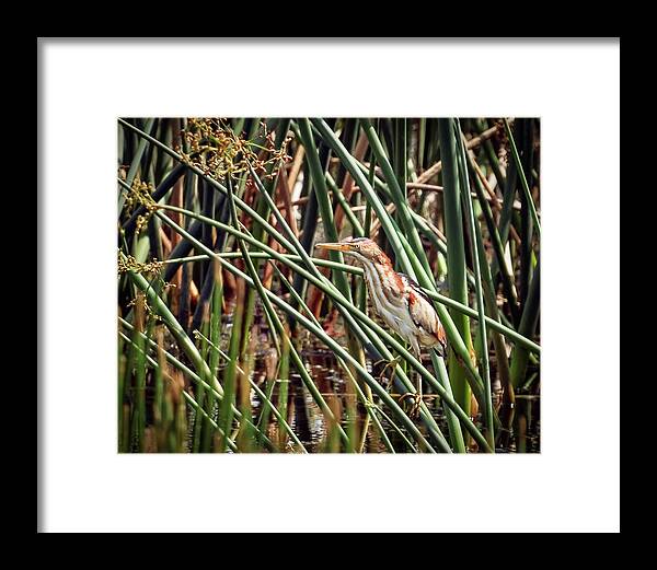Beauty Framed Print featuring the photograph In My Element by Dawn Currie