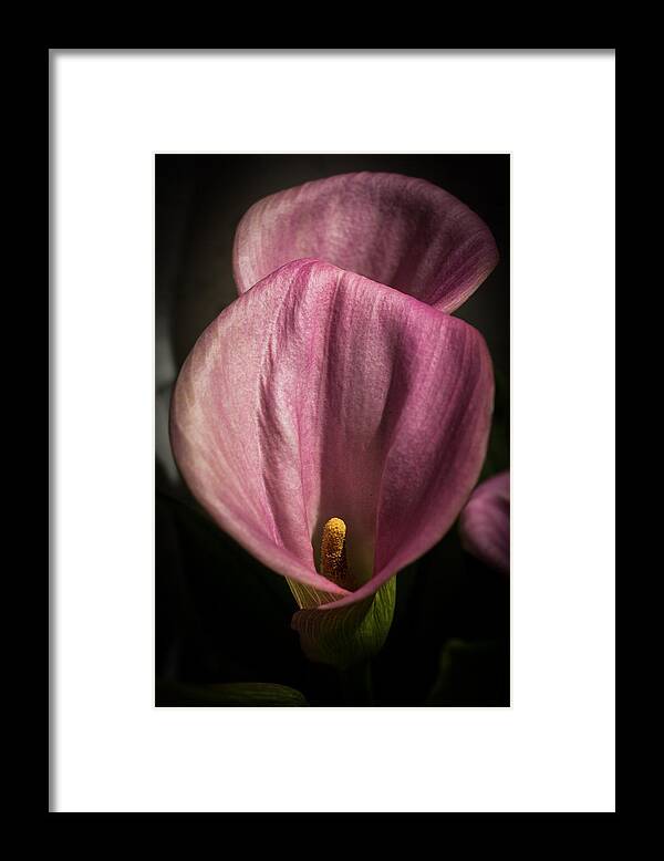 Calla Lily Framed Print featuring the photograph In My Shadow by Kathleen Scanlan