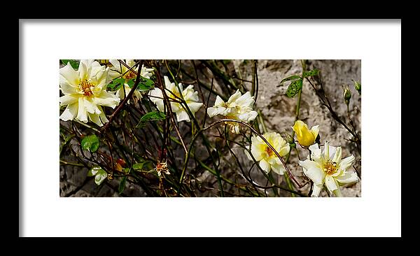 Roses Framed Print featuring the photograph In opposite corners. by Elena Perelman