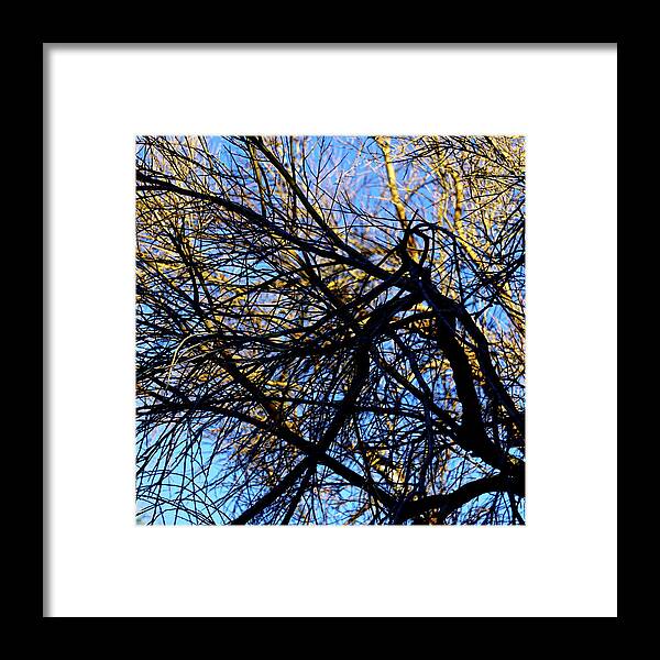 Botanical Framed Print featuring the photograph In Sunlight And In Shadow by Bonnie See