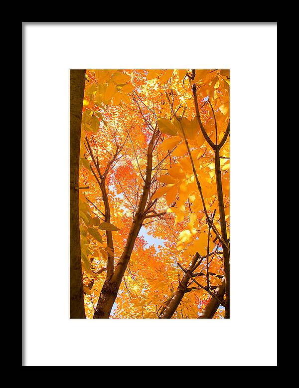 Autumn Framed Print featuring the photograph In the Autumn Mood by James BO Insogna