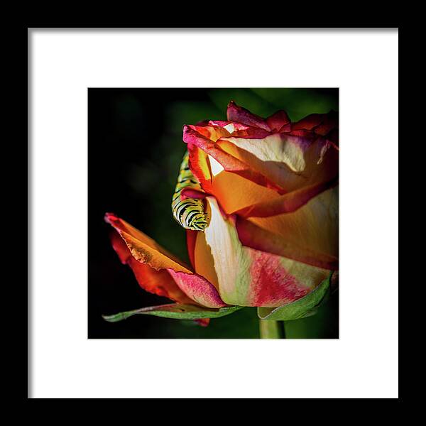 Caterpillars Framed Print featuring the photograph In The Beginning by Karen Wiles
