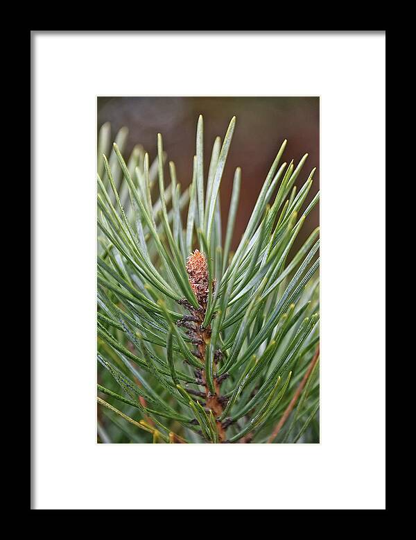 Pine Framed Print featuring the photograph In the Beginning by Kuni Photography