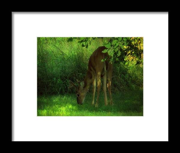 Deer Framed Print featuring the photograph In the Dappled Light by Mary Wolf