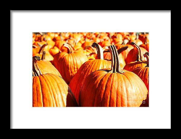 Pumpkins Framed Print featuring the photograph In the days still left by Dana DiPasquale