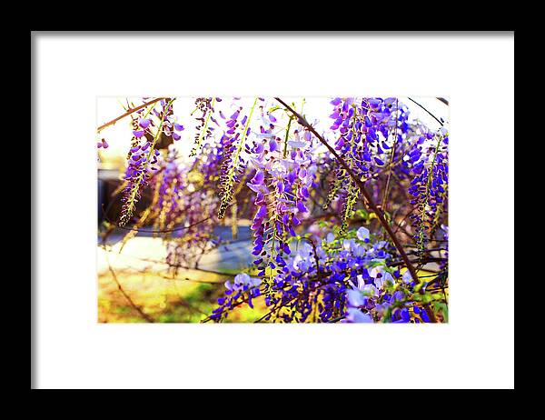 Flowers Framed Print featuring the photograph In the evening by Toni Hopper