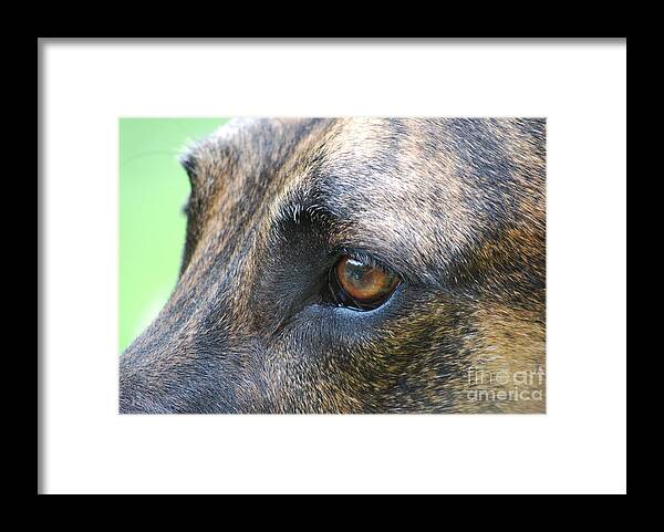 Great Dane Framed Print featuring the photograph In the Eyes of a Dog by Lila Fisher-Wenzel