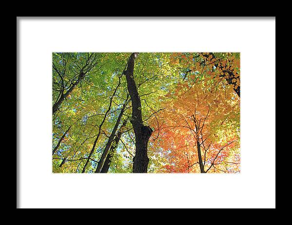 Trees Framed Print featuring the photograph In the Forest Series 4 by Angela Murdock