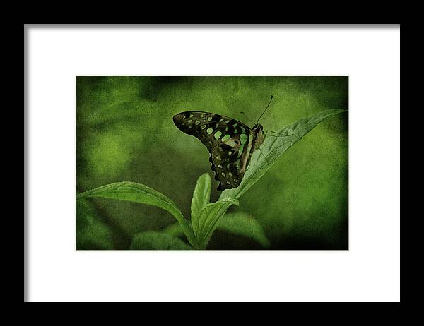 Butterfly Framed Print featuring the photograph In the Garden by Sandy Keeton