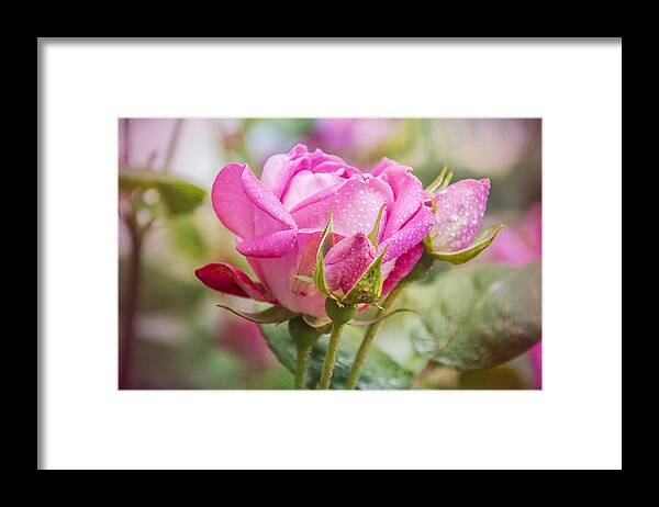 Pink Framed Print featuring the photograph In The Pink by Cathy Kovarik