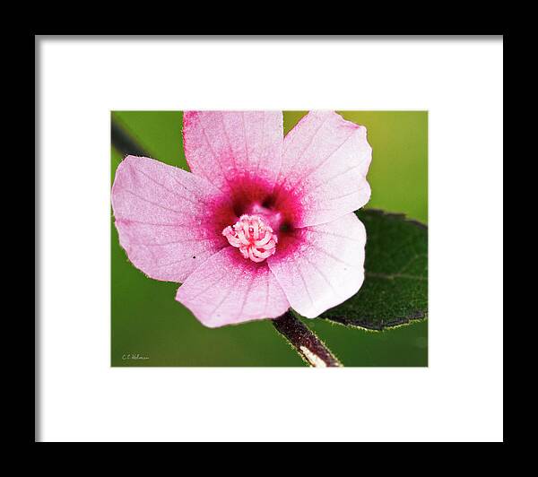 Pink Framed Print featuring the photograph In The Pink by Christopher Holmes