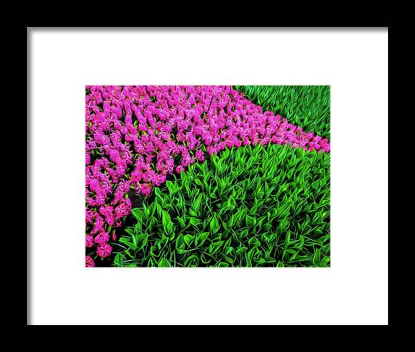 Tulips Framed Print featuring the photograph In The Pink by Paul Wear