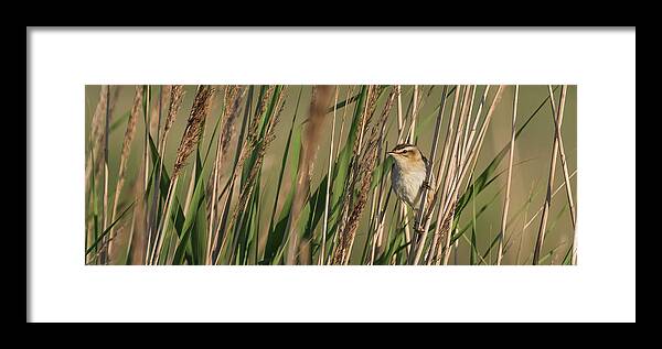 Nature Framed Print featuring the photograph In the Reeds by Wendy Cooper