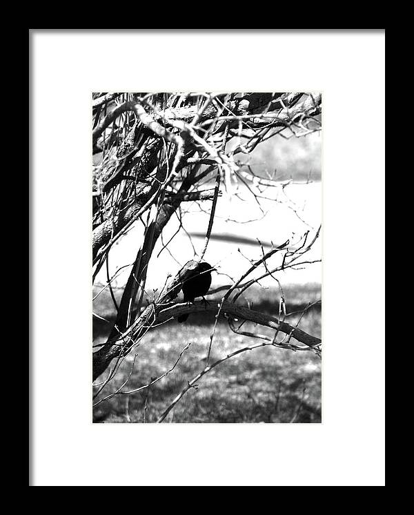 Bird Framed Print featuring the photograph In The Shadows by Becca Wilcox