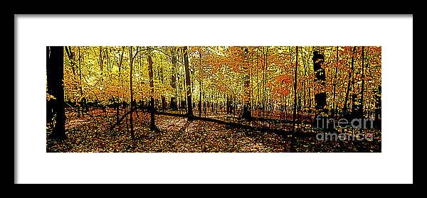 Woods Framed Print featuring the photograph In The The Woods, Fall by Tom Jelen