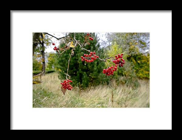 Autumn Framed Print featuring the photograph In the wind of leaf fall by Elena Perelman
