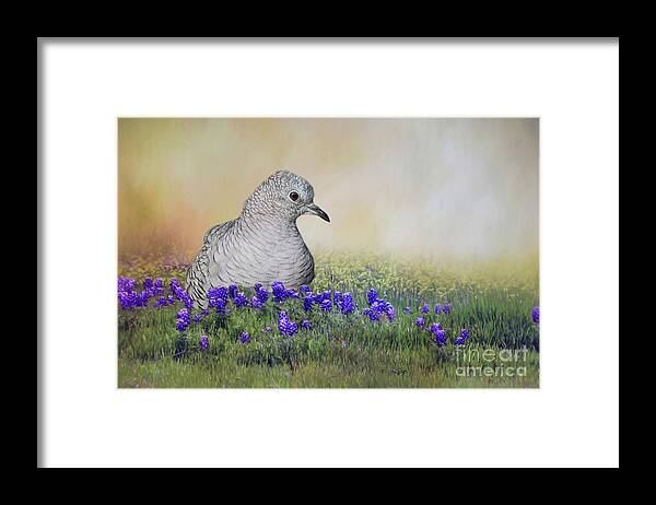 Inca Dove Framed Print featuring the photograph Inca Dove by Bonnie Barry