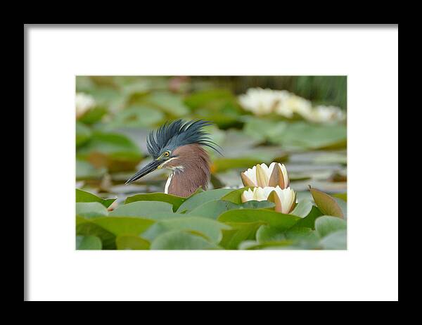 Little Green Heron Framed Print featuring the photograph Incognito 2 by Fraida Gutovich