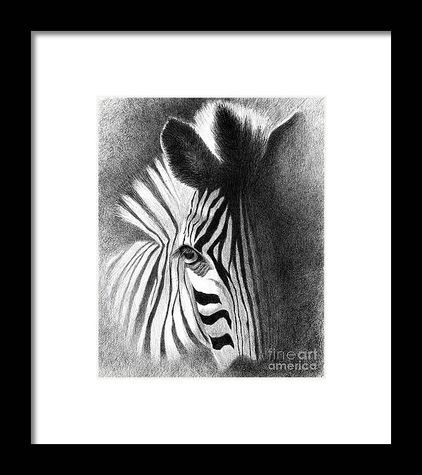 Zebra Framed Print featuring the drawing Incognito by Phyllis Howard