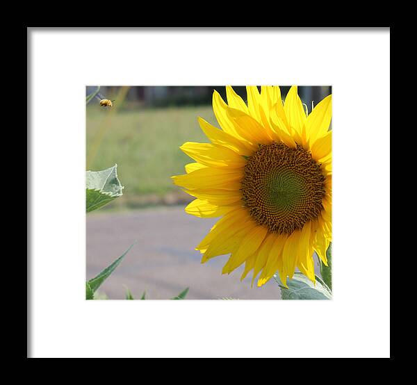 Bee Framed Print featuring the photograph Incoming Bee by Karen Wagner