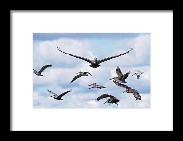 Pelicans Framed Print featuring the photograph Incoming by Eilish Palmer