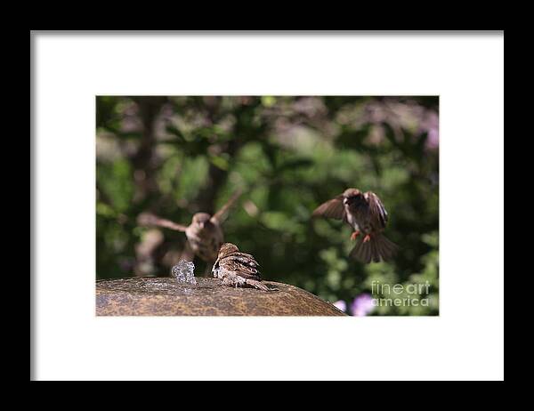 Birds Framed Print featuring the photograph Incoming by Kate Purdy