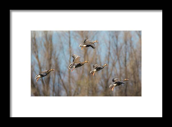 Loree Johnson Framed Print featuring the photograph Incoming White-fronted Geese by Loree Johnson