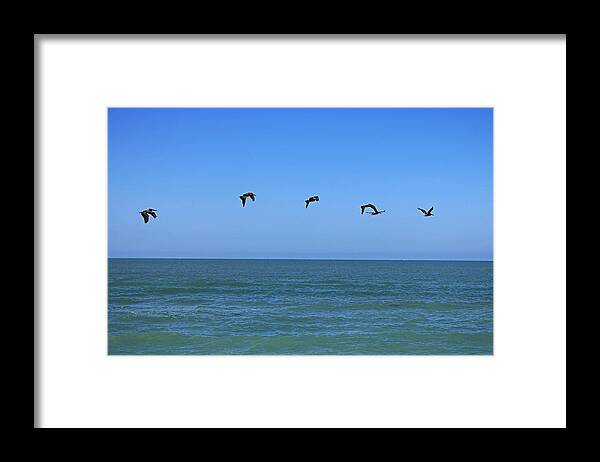 Pelican Framed Print featuring the photograph Independent Characters by Michiale Schneider