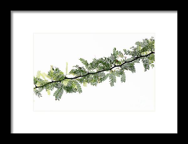 Tree Framed Print featuring the photograph Indian Needle Bush Tree Leaves by Tim Gainey