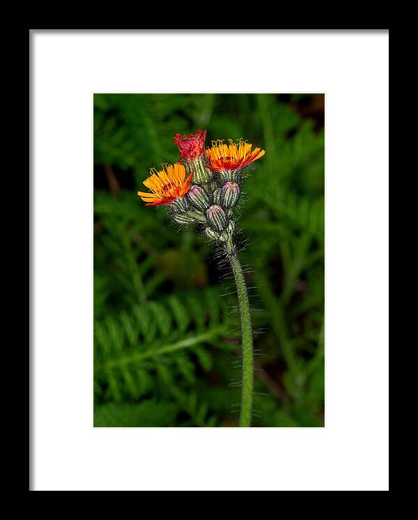 Wild Flowers Framed Print featuring the photograph Indian Paint Brush #2 by Jamieson Brown